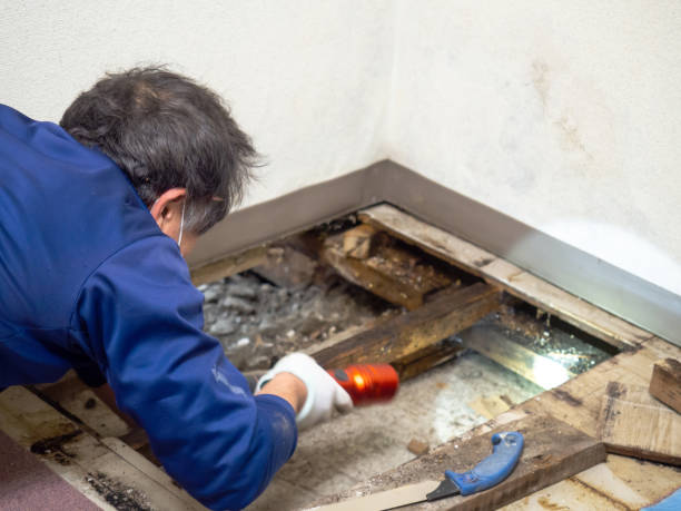 Best Commercial Mold Removal  in Burr Ridge, IL