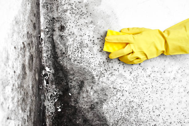 Best Mold Removal Company Near Me  in Burr Ridge, IL