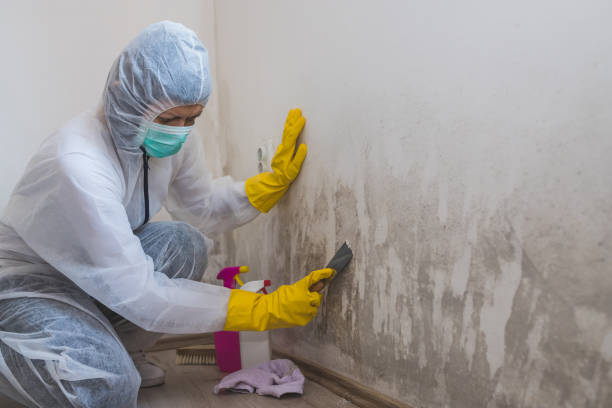 Best Mold Damage Repair  in Burr Ridge, IL