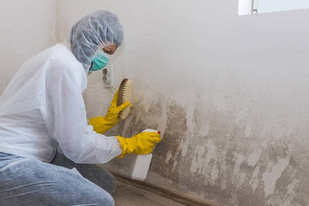 Best Home Mold Removal  in Burr Ridge, IL
