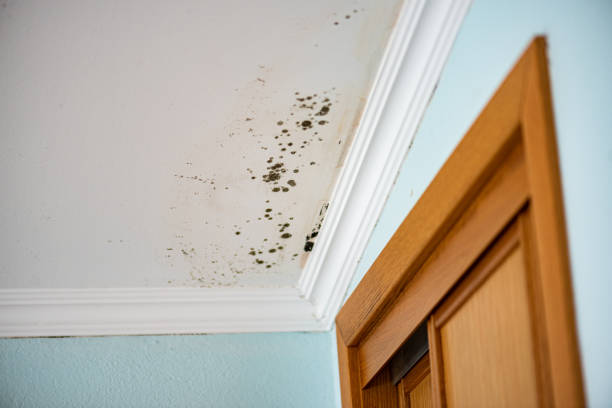 Best Emergency Mold Removal  in Burr Ridge, IL