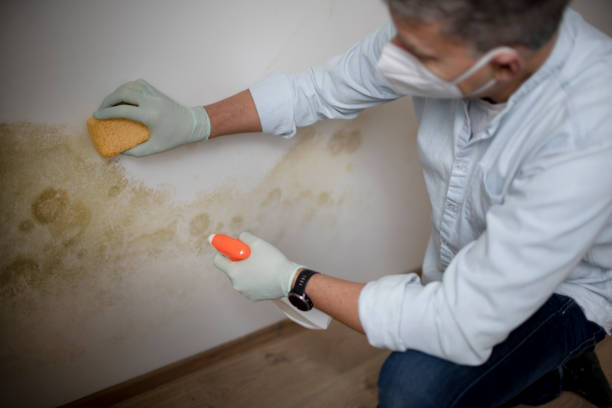 Best Local Mold Removal Service  in Burr Ridge, IL
