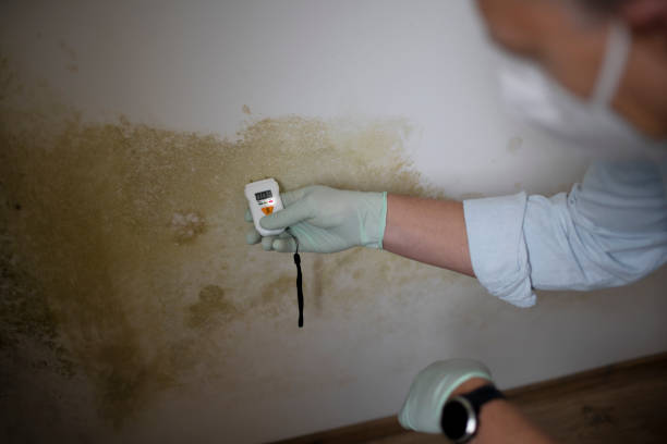 Best Attic Mold Removal  in Burr Ridge, IL