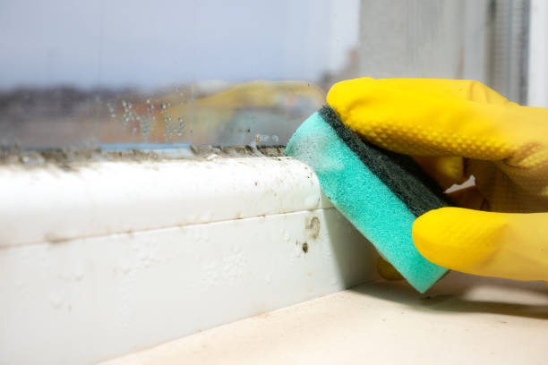 Best Mold Testing  in Burr Ridge, IL