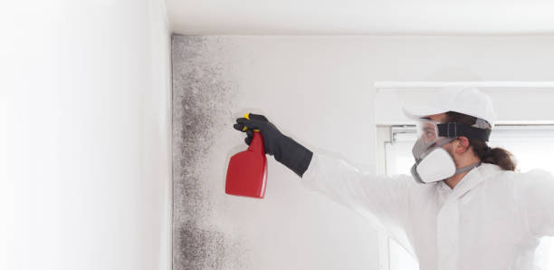 Best Mold Cleaning Services  in Burr Ridge, IL