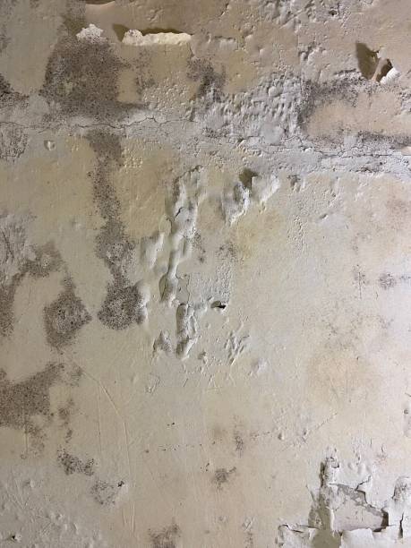 Professional Mold Removal in Burr Ridge, IL