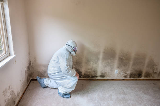 Best Local Mold Removal Service  in Burr Ridge, IL