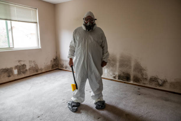 Best Office Mold Removal Services  in Burr Ridge, IL