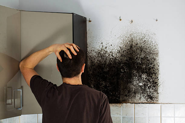 Best Mold Testing and Removal  in Burr Ridge, IL