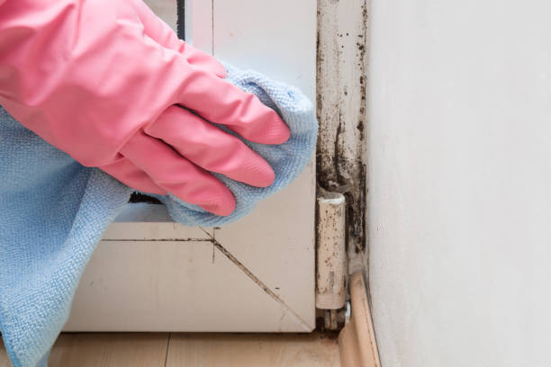 Certified Mold Removal in Burr Ridge, IL