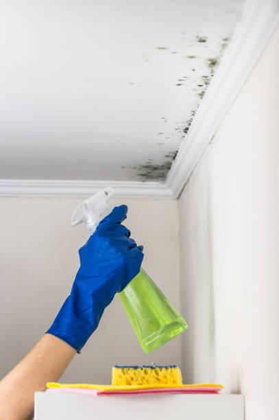 Home Mold Removal in Burr Ridge, IL